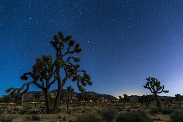 Joshua Trees at night with clean and starry sky, Joshua Tree National Park, California