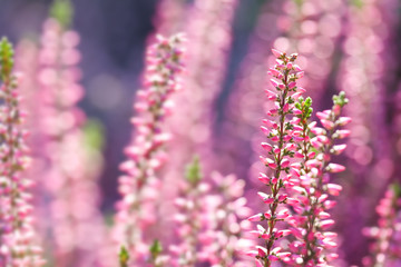 Violet Heather flowers field Calluna vulgaris. Small pink lilac petal plants, soft background. shallow depth of field