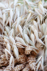 Oat wheat ears stalks bouquet macro view photo. Shallow depth of field, selective focus