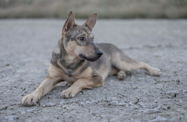 Dog sitting on dry ground. Expression confused and lonely, soft focus.