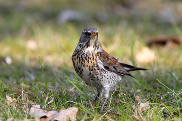 Single Fieldfare bird on grassy wetlands during a spring nesting period