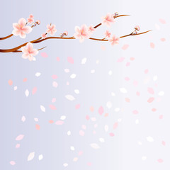 Branches of Sakura with Pink flowers and flying petals isolated on Light Blue gradient background. Apple-tree flowers. Cherry blossom. Vector
