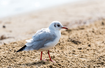 Junge Möwe im Sand