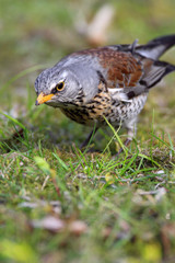 Single Fieldfare bird on grassy wetlands during a spring nesting period