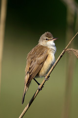Single Great Reed Warbler on a reed stem during a spring period