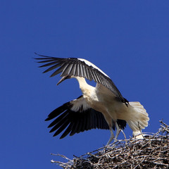 Single white Stork bird on a nest during the spring nesting period