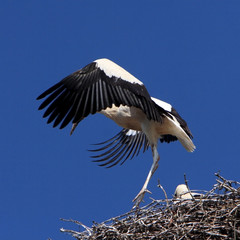 Single white Stork bird on a nest during the spring nesting period