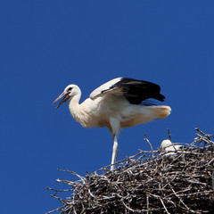 Single white Stork bird on a nest during the spring nesting period