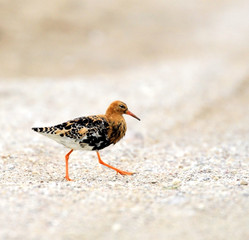 Single Ruff bird on wetlands during a spring nesting period