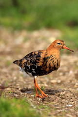 Single Ruff bird on grassy wetlands during a spring nesting period