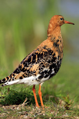 Single Ruff bird on grassy wetlands during a spring nesting period