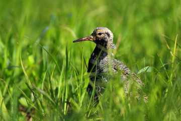 Single Ruff bird on grassy wetlands during a spring nesting period