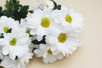 Obraz premium Chrysanthemum camomile White Flower Bouquet over Neutral Beige Background with Copy space.