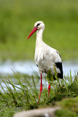Single White Stork bird on a grassy meadow during the spring nesting period