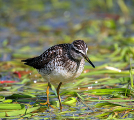 Single Wood sandpiper bird on grassy wetlands during a spring nesting period