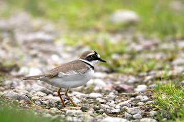 Single Little Ringed Plover bird on grassy wetlands during a spring nesting period