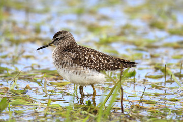 Single Wood sandpiper bird on grassy wetlands during a spring nesting period