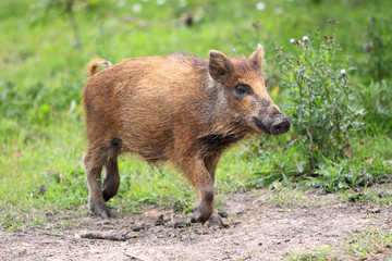 Single juvenile Wild boar in a forest during summer period - obrazy, fototapety, plakaty