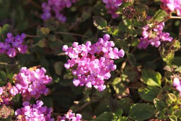 Beautiful and colorful pink lantana flowers