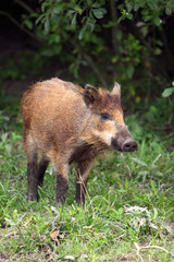Single juvenile Wild boar in a forest during summer period © Art Media Factory