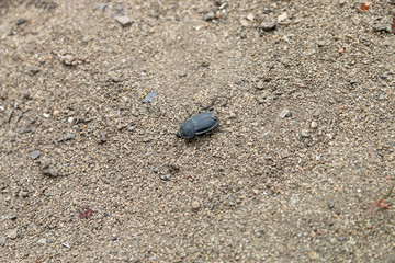 Spider crawls on the street on the ground, macro