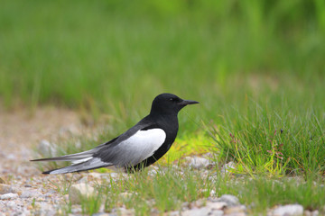 Single White-winged Black Tern bird on grassy wetlands during a spring nesting period