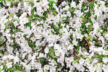 Closeup branches of spring apple tree blossoms as a natural background.