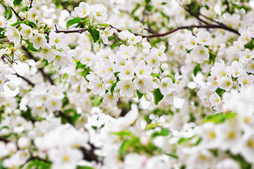 Closeup branch of spring apple tree blossoms as a natural background.