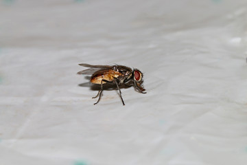 Fly Macro