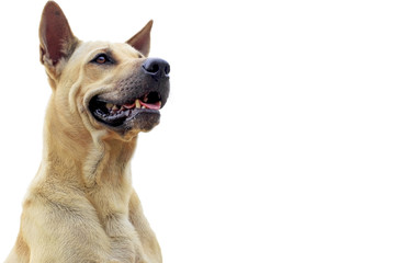 Brown dog face seated mouth on white background empty space,.Dog breed