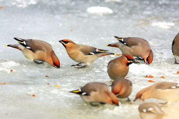 Flock of Bohemian Waxwings birds on ice surface during a winter period
