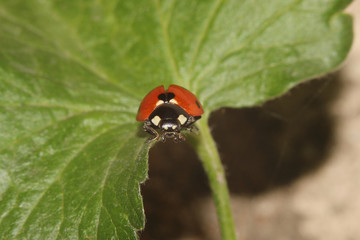 Little red ladybug crawling on a green leaf, macro