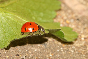 Little red ladybug crawling on a green leaf, macro