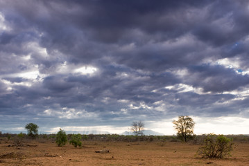 Dry landscape covered in acacia trees and angry storm clouds in the sky, Kruger National Park, South Africa © Ava Peattie