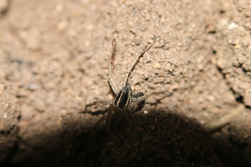 Spider crawls on the street on the ground, macro