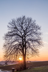Fototapeta na wymiar Baum bei Sonnenuntergang