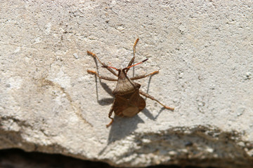 Spider crawls on the street on the ground, macro