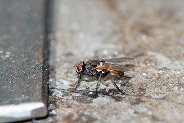 Fly Macro
