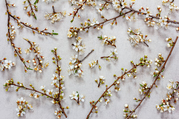blossoming branches of fruit tree on a grey background