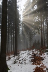 Sunbeams early in the forest