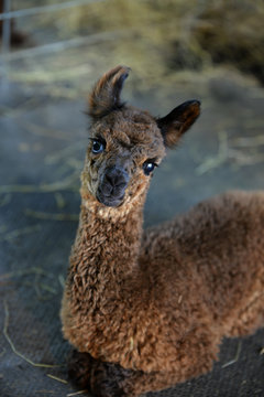 A brown alpaca with long teeth in air condition room with blurry background in day time lighting