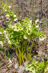bush hellebore with yellow flowers in the spring forest