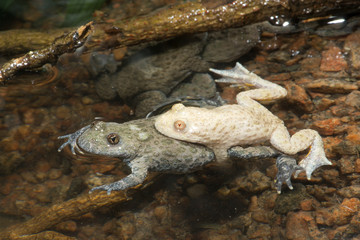 Gelbbauchunken bei der Paarung mit Albino (Bombina variegata) - Yellow-bellied toad 