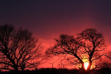 silhouettes of bare trees in winter and fiery red sky at sunset