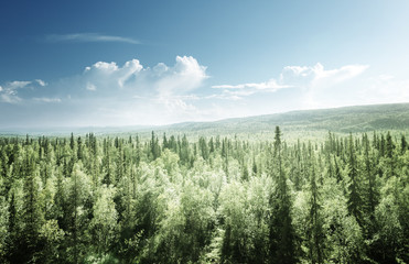 forest in sunny day