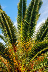 Obraz na płótnie Canvas palm leaves in the sky