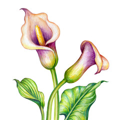 watercolor botanical illustration, pink calla lillies, cala lily flowers, tropical nature clip art...