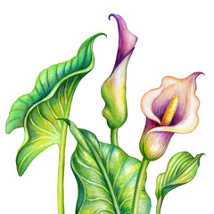 watercolor botanical illustration, pink calla lillies, cala lily flowers, tropical clip art...
