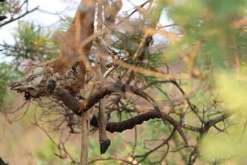 tote Antilope