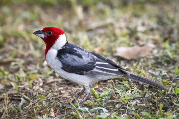 cardeal-do-nordestee